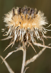 prickly dry flower