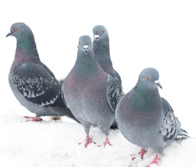 pigeons on a white background