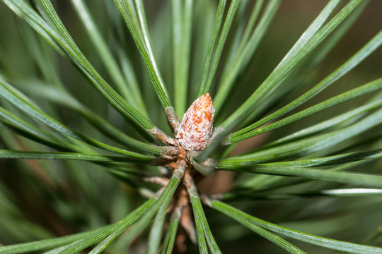 fir cone on branch