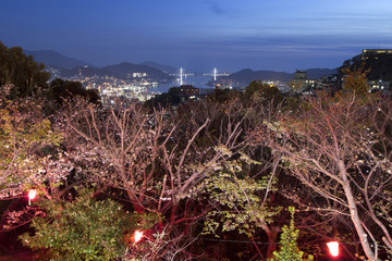 立山公園の夜桜