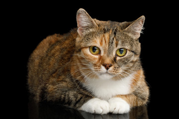 Obraz premium Fat Ginger Calico Cat Lying and Looks Shy on Isolated Black Background, front view