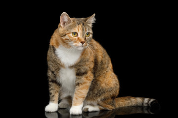 Fototapeta na wymiar Fat Ginger Calico Cat Lying on Isolated Black Background, side view