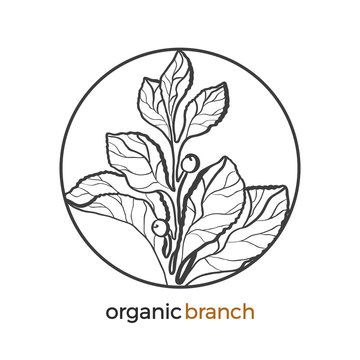 Floral branch with leaf and berry. Vector logo