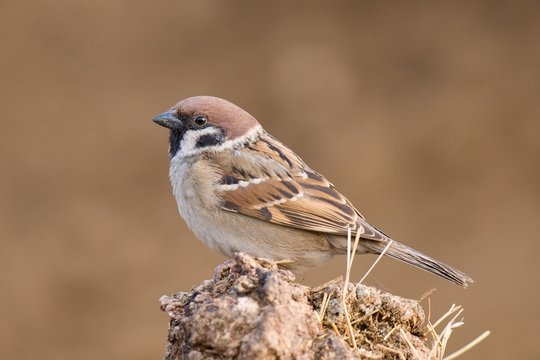 Tree Sparrow Passer montanus with a blurred background