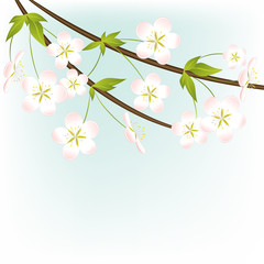 Flowers. White. Floral background. Spring plants. Bouquet. Sakura. Blooming cherry. Green leaves. Branch.