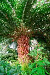 Dense green crown palm, view from below. Radially divergent branches from rough rough bright red-brown tree trunk. For poster.