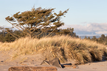 Dead weathered trees on sand dunes with grass