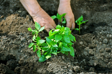Man planting seedlings.