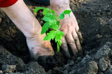 Planting tomatoes in the soil.