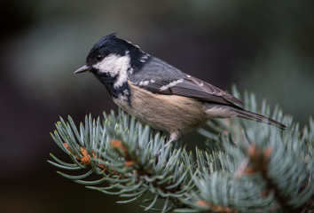 Sosnówka, sikora sosnówka (Periparus ater)