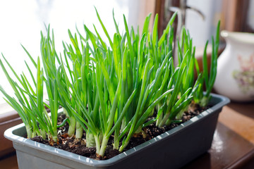 Green onion growing in the box on the window. DIY. The concept of healthy organic food. Non-GMO.