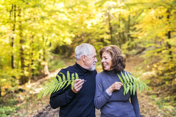 Fototapeta premium Senior couple on a walk in autumn forest.