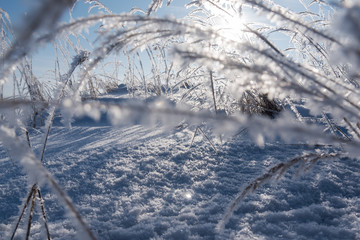 Hoarfrost on dry grass in cold winter morning.