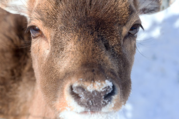 Fototapeta premium Young deer portrait.