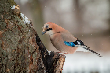 Eurasian jay in winter