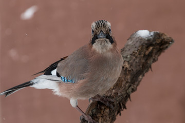 Eurasian jay in winter