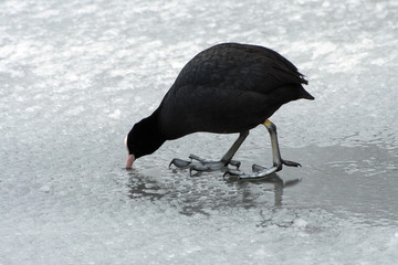 Coot pecking at ice