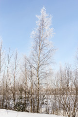 A light frost on the trees.