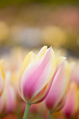 Fototapeta premium Blushing Beauty tulips blooming