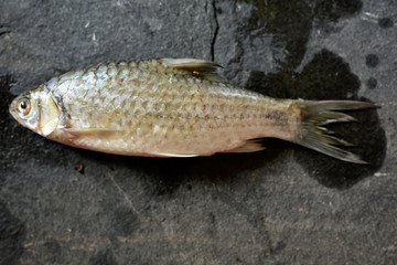 Obraz premium Delicious fresh fish on stone