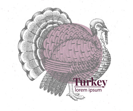 Vector hand drawn turkey illustration. Retro engraving style. Sketch farm animal drawing. Logo template.
