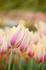 Fototapeta na wymiar Blushing Beauty tulips blooming