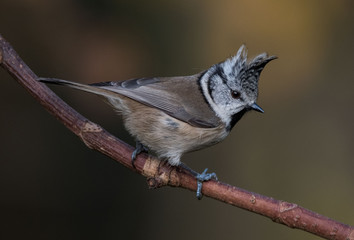 Czubatka (Parus cristatus)