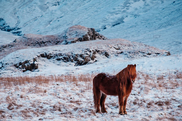 Fototapeta premium Typical Icelandic hairy horse grazing in snow blizzard. Iceland breed horse in wintertime in hard conditions snowy freezing winter at Iceland.