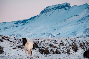 Fototapeta premium Typical Icelandic hairy horse grazing in snow blizzard. Iceland breed horse in wintertime in hard conditions snowy freezing winter at Iceland.