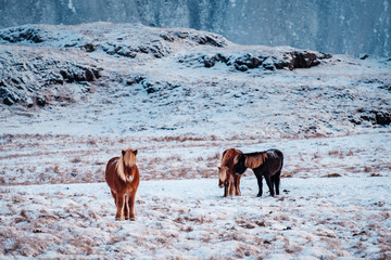 Fototapeta premium Typical Icelandic hairy horse grazing in snow blizzard. Iceland breed horse in wintertime in hard conditions snowy freezing winter at Iceland.