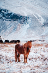 Typical Icelandic hairy horse grazing in snow blizzard. Iceland breed horse in wintertime in hard conditions snowy freezing winter at Iceland.