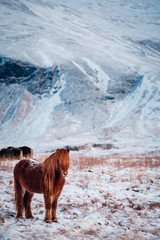 Fototapeta premium Typical Icelandic hairy horse grazing in snow blizzard. Iceland breed horse in wintertime in hard conditions snowy freezing winter at Iceland.