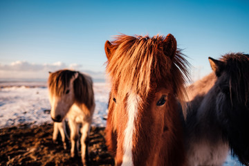 Fototapeta premium Typical Icelandic hairy horse grazing in snow blizzard. Iceland breed horse in wintertime in hard conditions snowy freezing winter at Iceland.