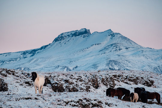 Typical Icelandic hairy horse grazing in snow blizzard. Iceland breed horse in wintertime in hard conditions snowy freezing winter at Iceland.