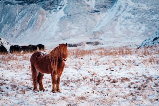 Typical Icelandic hairy horse grazing in snow blizzard. Iceland breed horse in wintertime in hard conditions snowy freezing winter at Iceland.