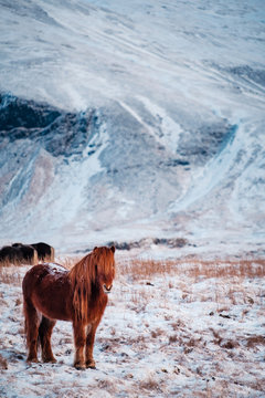 Typical Icelandic hairy horse grazing in snow blizzard. Iceland breed horse in wintertime in hard conditions snowy freezing winter at Iceland.
