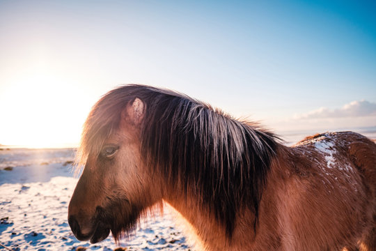 Typical Icelandic hairy horse grazing in snow blizzard. Iceland breed horse in wintertime in hard conditions snowy freezing winter at Iceland.