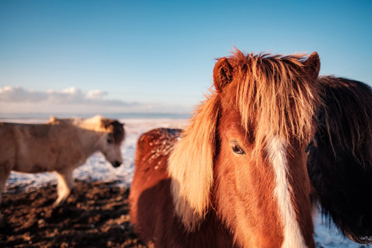 Typical Icelandic hairy horse grazing in snow blizzard. Iceland breed horse in wintertime in hard conditions snowy freezing winter at Iceland.
