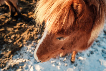 Fototapeta premium Typical Icelandic hairy horse grazing in snow blizzard. Iceland breed horse in wintertime in hard conditions snowy freezing winter at Iceland.
