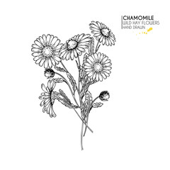 Hand drawn wild hay flowers. Chamomile or daisy flower. Vintage engraved art. Botanical illustration. Good for cosmetics, medicine, treating, aromatherapy, nursing, package design, field bouquet.