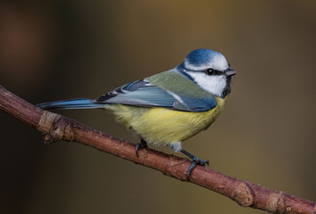 Modraszka zwyczajna, modraszka, sikora modra (Cyanistes caeruleus) © Slawomir