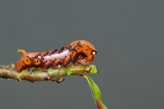 Image of Caterpillar Oleander Hawk-moth (Daphnis nerii) on tree branch. Worm. Insect. Animal.