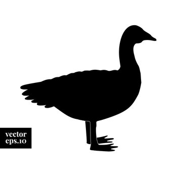 Vector goose silhouette. Graphic farm animal drawing. Duck illustration.