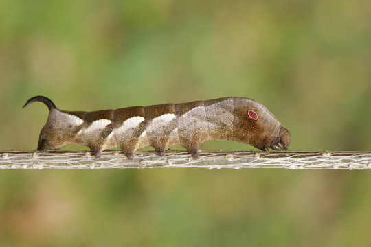 Image of brown caterpillar on branch on natural background. Worm. Insect. Animal.
