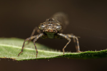 Image of dragonfly larva dried on green leaves. Insect Animal