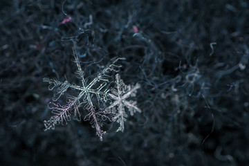 Beautiful detail of a snowflake, a single ice crystal in Paris winter, falls through the Earth's...