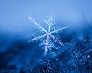  Beautiful detail of a snowflake, a single ice crystal in Paris winter, falls through the Earth's...