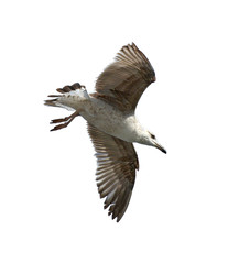 European herring gull flying