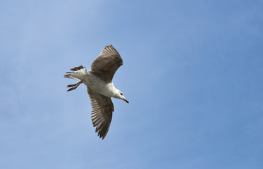 Seagull flying in the sky.