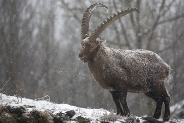 stambecco alpino (Capra Ibex)